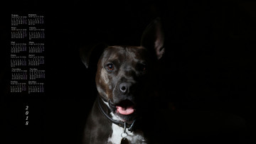 Картинка календари животные 2018 собака морда взгляд