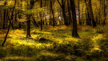 Картинка природа лес простор