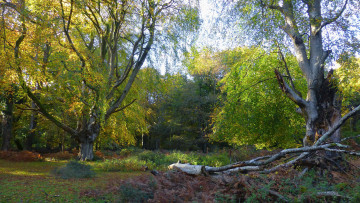 Картинка природа лес простор