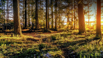 Картинка природа лес простор