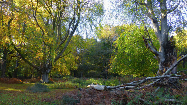 Обои картинки фото природа, лес, простор