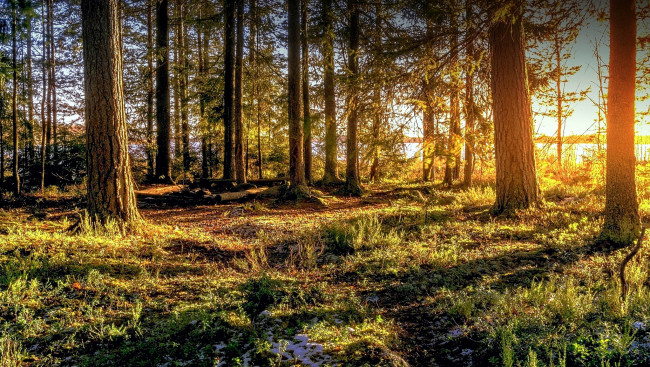 Обои картинки фото природа, лес, простор