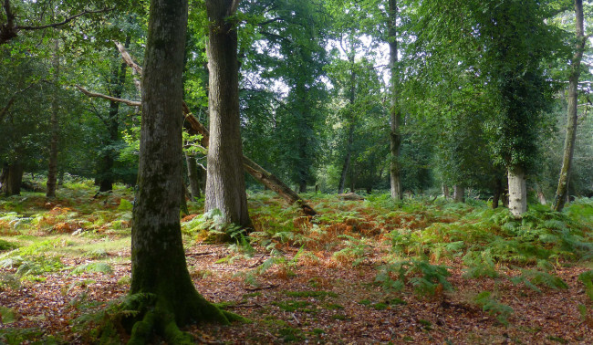 Обои картинки фото природа, лес, простор