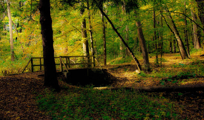 Обои картинки фото природа, лес, простор