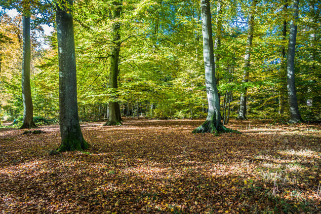 Обои картинки фото природа, лес, простор