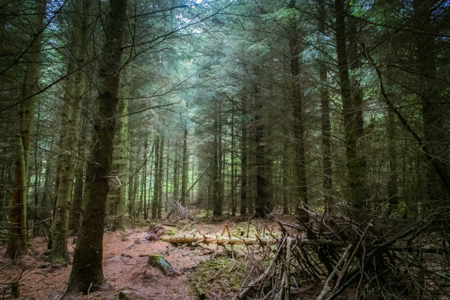 Обои картинки фото природа, лес, простор