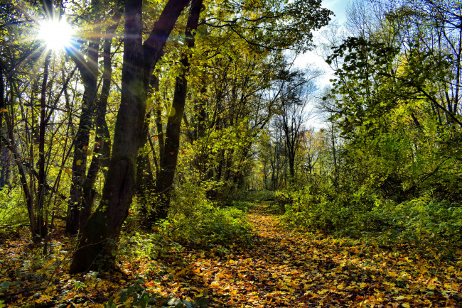 Обои картинки фото природа, лес, простор