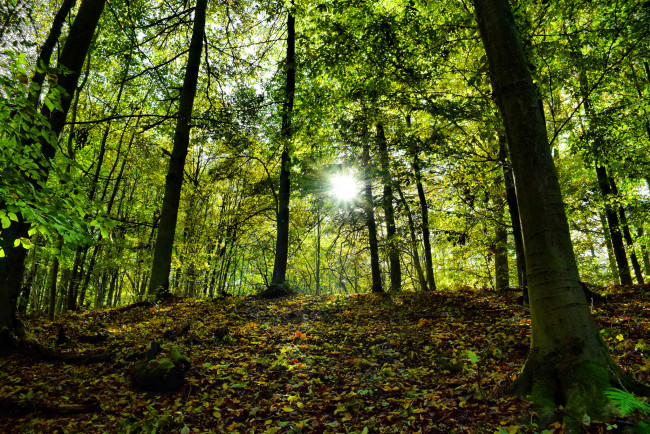 Обои картинки фото природа, лес, простор