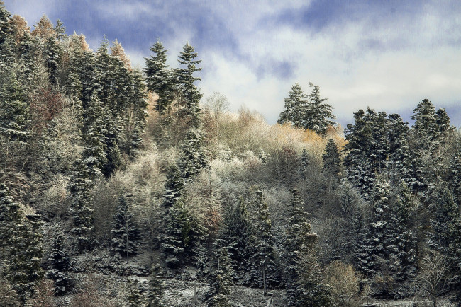 Обои картинки фото природа, лес, простор