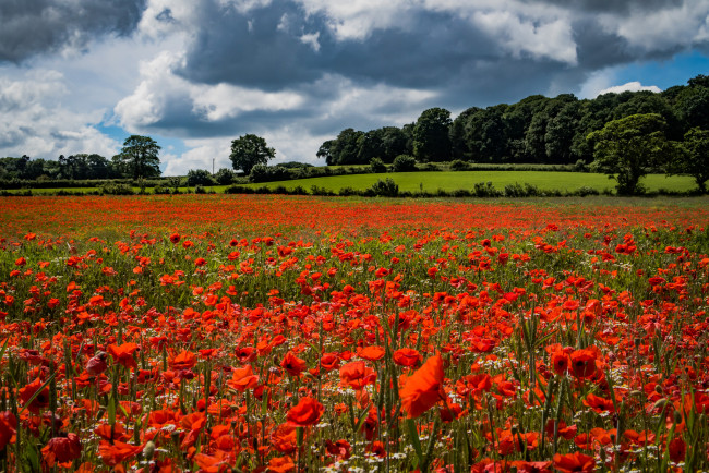 Обои картинки фото природа, поля, простор