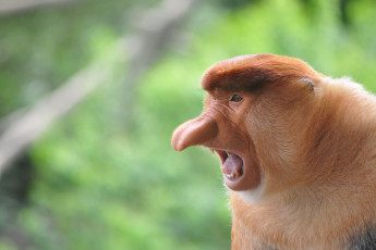 Картинка носач животные обезьяны обезьяна приматы мартышковые млекопитающие