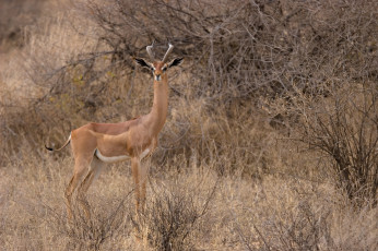 обоя gerenuk, животные, антилопы, гаренук, антилопа, китопарнокопытные, полорогие, млекопитающие, гаренуки