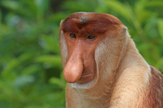 Обои картинки фото носач, животные, обезьяны, обезьяна, приматы, мартышковые, млекопитающие