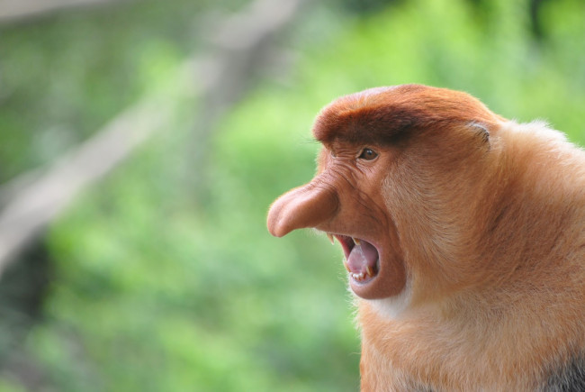 Обои картинки фото носач, животные, обезьяны, обезьяна, приматы, мартышковые, млекопитающие