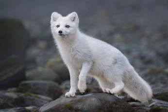 Картинка животные песцы камни глубина резкости белый песец природа млекопитающие на открытом воздухе mike reyfman