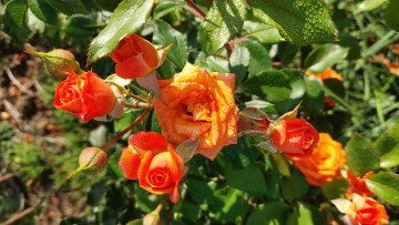 Картинка цветы розы