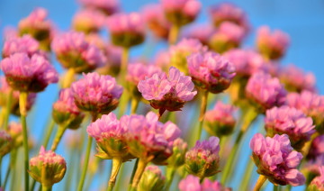 обоя цветы, луговые , полевые,  цветы