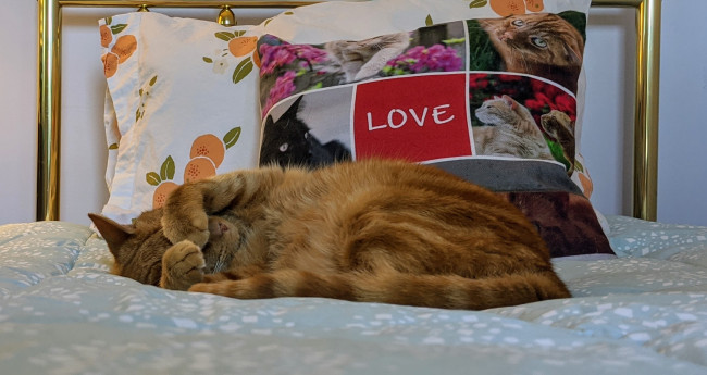 Обои картинки фото животные, коты, кот, кошка