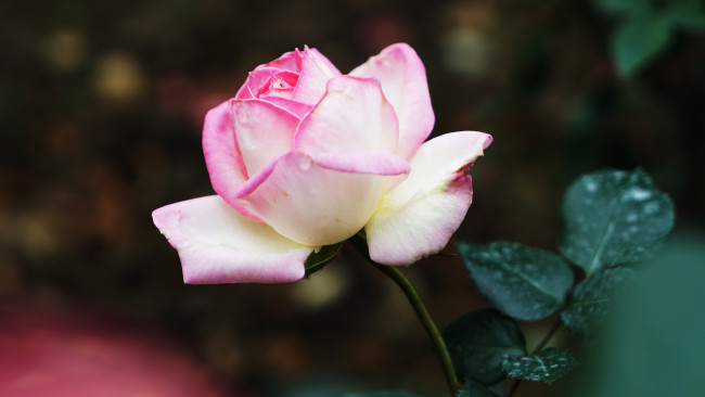 Обои картинки фото цветы, розы, цветок