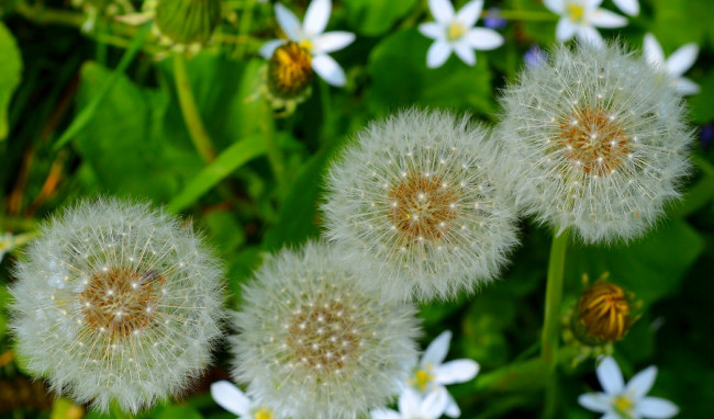 Обои картинки фото цветы, одуванчики
