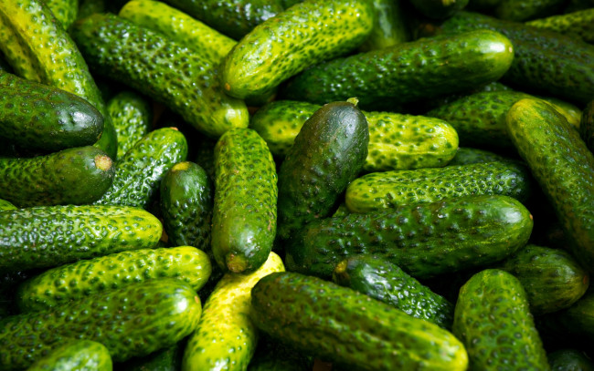 Обои картинки фото еда, огурцы, свежие, много