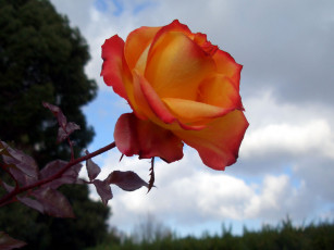 Картинка цветы розы