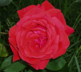 Картинка цветы розы