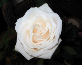 Картинка цветы розы