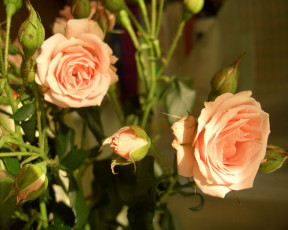 Картинка цветы розы