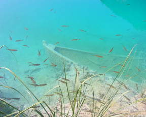 Картинка мелочь животные рыбы