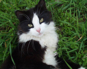 Картинка животные коты