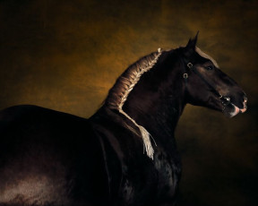 Картинка животные лошади