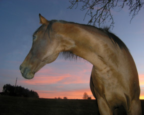 Картинка животные лошади