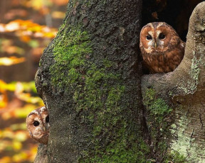 Картинка животные совы