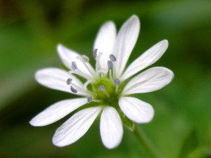 Картинка цветы