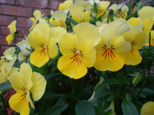 Картинка цветы анютины глазки садовые фиалки