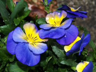 Картинка цветы анютины глазки садовые фиалки