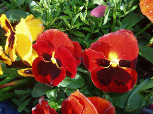 Картинка цветы анютины глазки садовые фиалки