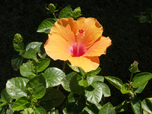 Картинка цветы гибискусы