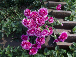 Картинка цветы гвоздики