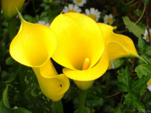 Картинка цветы каллы