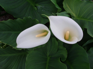 Картинка цветы каллы