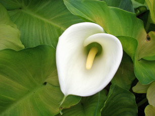 Картинка цветы каллы