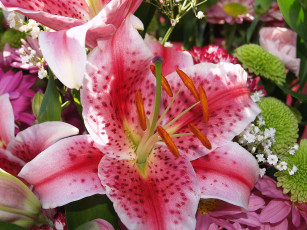 Картинка цветы лилии лилейники