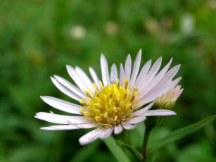 Картинка цветы луговые полевые