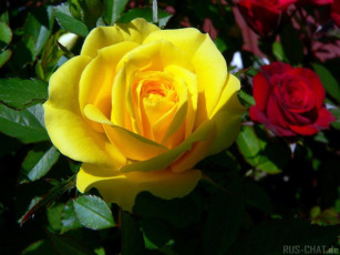 Картинка цветы розы