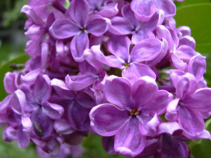 Картинка цветы сирень