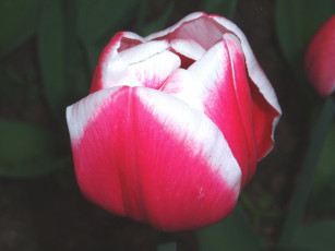 Картинка цветы тюльпаны