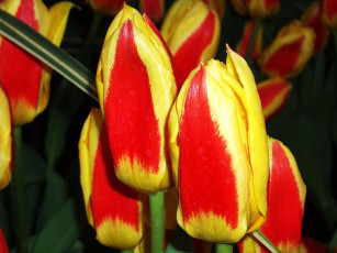 Картинка цветы тюльпаны