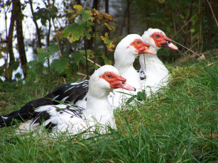 Картинка животные гуси